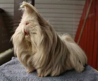 https://image.sistacafe.com/w200/images/uploads/content_image/image/357975/1495112313-long-haired-guinea-pigs-58fded24592b6__700.jpg