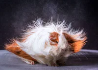 https://image.sistacafe.com/w200/images/uploads/content_image/image/357979/1495112389-long-haired-guinea-pigs-58fde510832e5__700.jpg
