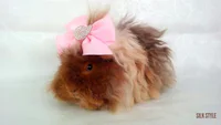 https://image.sistacafe.com/w200/images/uploads/content_image/image/357989/1495112589-long-haired-guinea-pigs-58fde8cddc2f0__700.jpg