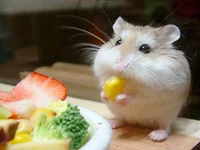https://image.sistacafe.com/w200/images/uploads/content_image/image/37870/1442543002-hamster-cuteness.jpg