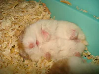 https://image.sistacafe.com/w200/images/uploads/content_image/image/37871/1442543132-sleeping_hamster_by_totoro78.jpg