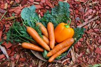 https://image.sistacafe.com/w200/images/uploads/content_image/image/389090/1498894311-beta-carotene-fruits-and-veggies-Shari-Brown.jpg