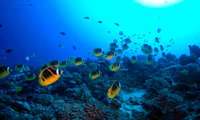 https://image.sistacafe.com/w200/images/uploads/content_image/image/539423/1516303304-Maui-Snorkeling-Racoon-Butterfly-Fish.jpg