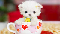 https://image.sistacafe.com/w200/images/uploads/content_image/image/58174/1447766525-cute-puppy1.jpg