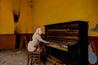 https://image.sistacafe.com/w200/images/uploads/content_image/image/77881/1452224017-me-and-my-dog-explore-abandoned-places-across-europe-5__880.jpg