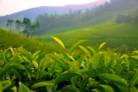https://image.sistacafe.com/w200/images/uploads/content_image/image/9587/1434001640-green-tea_a.jpg