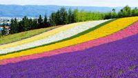 https://image.sistacafe.com/w200/images/uploads/content_image/image/97039/1456387506-japan-hokkaido-lavendar-farm.rend.tccom.966.544.jpeg