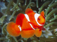 https://image.sistacafe.com/w200/images/uploads/content_image/image/9706/1434015425-white-and-orange-fish-wallpapers_11723_1280x960.jpg