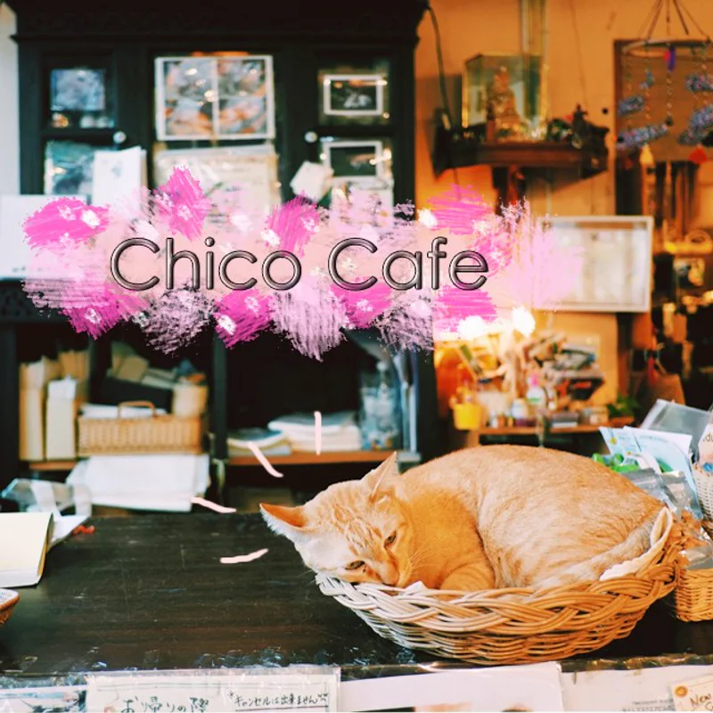 Chico Cafe คาเฟ่แมว สุขุมวิทของคนญี่ปุ่น สไตล์อบอุ่นแบบเหมียวๆ