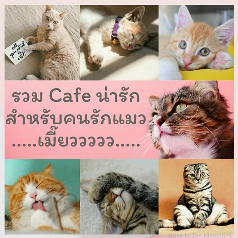 รวม Cafe น่ารัก สำหรับคนรักแมว.......เมี๊ยววววว.......