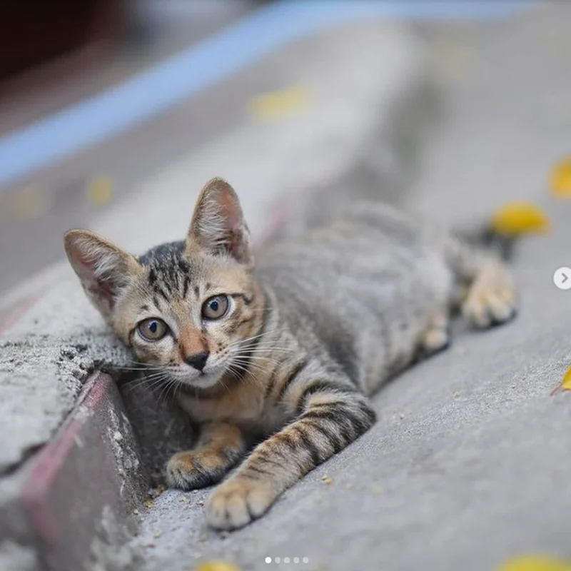 พาไปส่อง IG แมวจร Street Cats จากทั่วมุมโลก! 😸