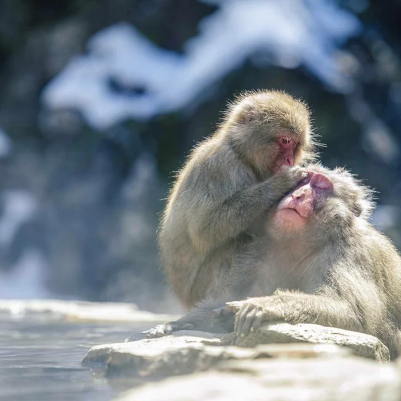 ใคร ๆ ก็ชอบแช่น้ำพุร้อน! ชมความน่ารักของลิงจ๋อแช่ออนเซ็นที่ ' สวนลิงจิโกคุดานิ ' ในฤดูหนาว 🙊