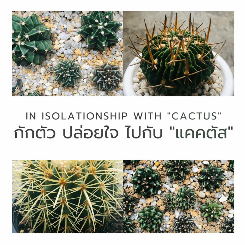 In Isolationship with "Cactus" 🌱 กักตัว ปล่อยใจ ไปกับ"แคคตัส"